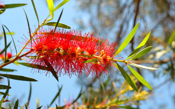 A vibrant red bottlebrush flower with green leaves against a blurred natural background, captured in HD for a PC desktop wallpaper.