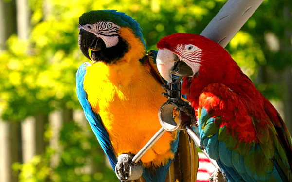 A vibrant HD desktop wallpaper featuring a Blue-and-yellow Macaw and a Red-and-green Macaw perched together, surrounded by lush greenery, showcasing their stunning colors and beauty.