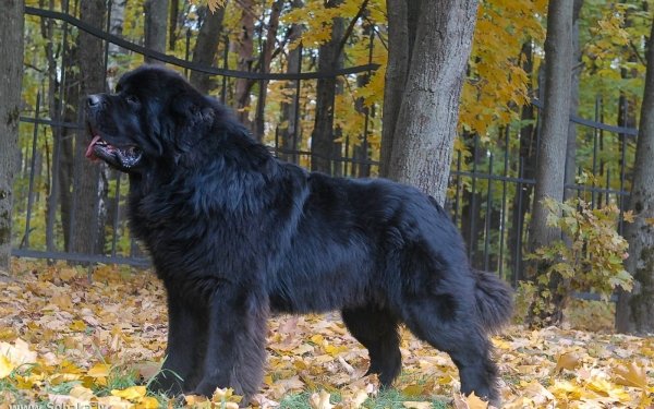 Animal Newfoundland Dogs HD Wallpaper | Background Image