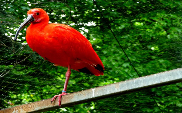 HD PC desktop wallpaper featuring a vibrant scarlet ibis perched on a metal railing against a lush green forest background.