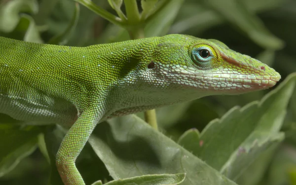 Animal green anole HD Desktop Wallpaper | Background Image