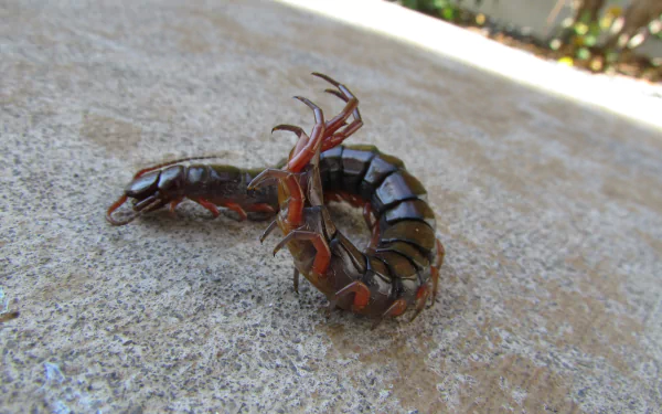 Animal centipede HD Desktop Wallpaper | Background Image