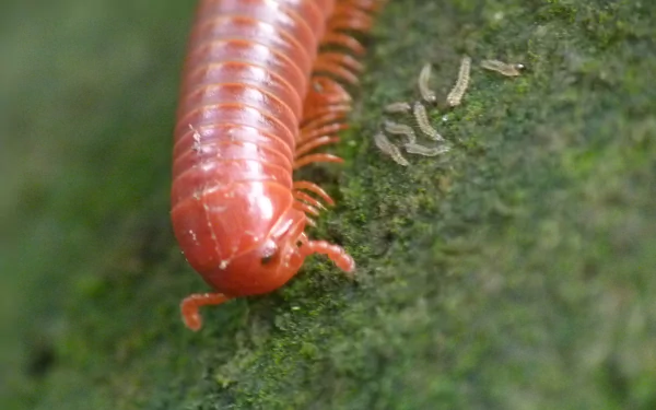 Animal millipede HD Desktop Wallpaper | Background Image