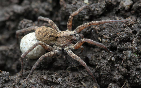 Animal spider HD Desktop Wallpaper | Background Image