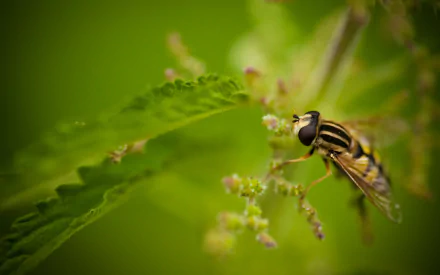 Animal hoverfly HD Desktop Wallpaper | Background Image