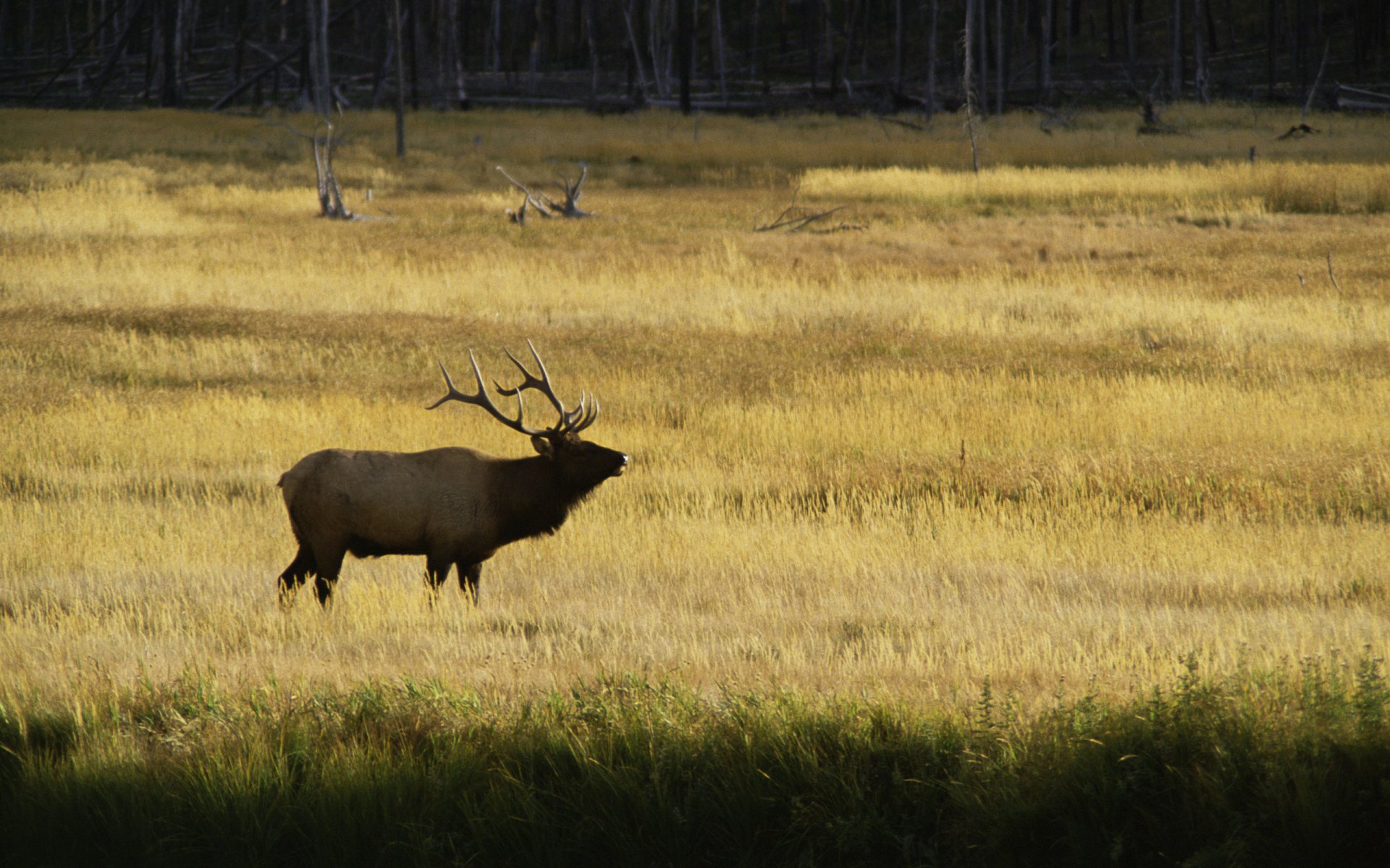 Download Animal Deer HD Wallpaper