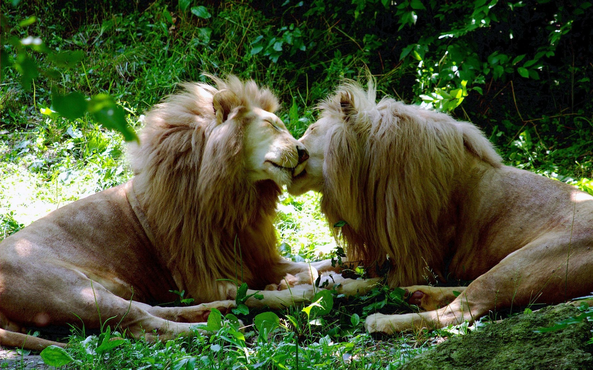 Download Animal Lion  HD Wallpaper