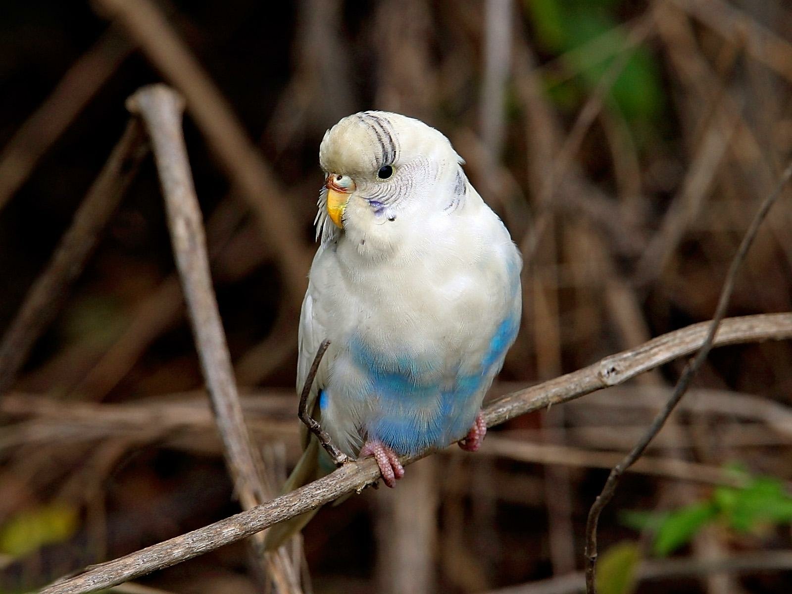 budgie Wallpaper and Background Image | 1600x1200 | ID:451345