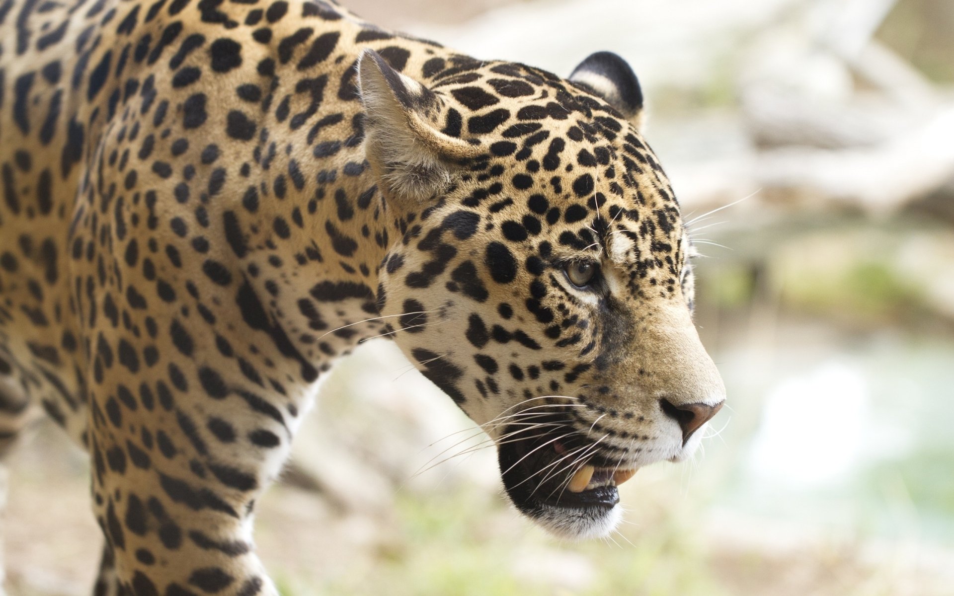 HD PC desktop wallpaper of a close-up jaguar with detailed spotted fur, captured in natural light against a blurred outdoor background.