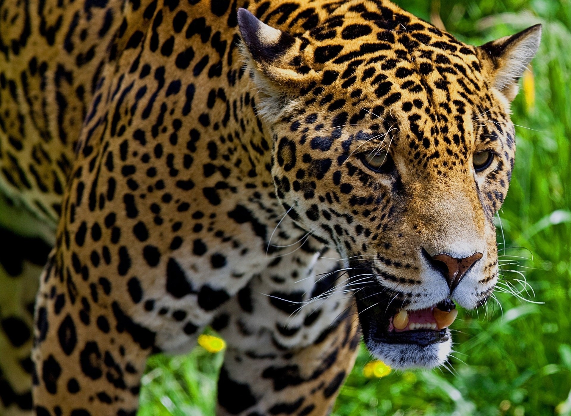 Download Animal Jaguar HD Wallpaper