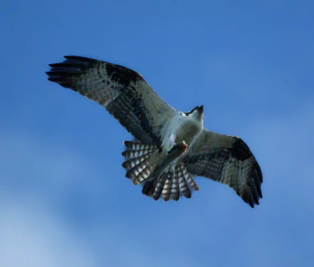 HD desktop wallpaper featuring an osprey bird soaring against a clear blue sky, showcasing its detailed feathers and wide wingspan.