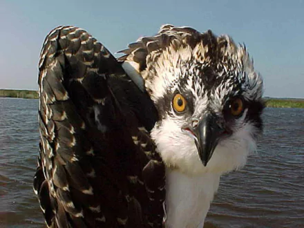 Close-up HD PC desktop wallpaper of an osprey bird with striking yellow eyes, detailed feathers, and a water background.