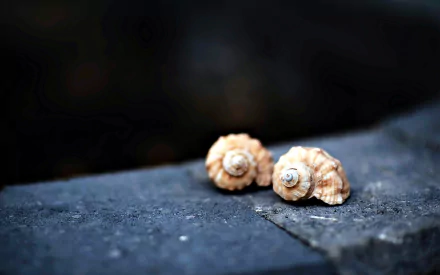 HD desktop wallpaper featuring two detailed sea shells resting on a textured dark stone surface, capturing the serene beauty of nature in close-up.