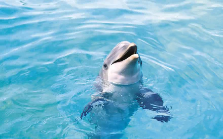 A playful dolphin breaches the surface of clear blue water, showcasing its sleek body. This vibrant image serves as an engaging HD desktop wallpaper and background.