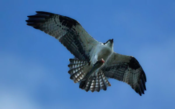 HD desktop wallpaper featuring an osprey bird soaring against a clear blue sky, showcasing its detailed feathers and wide wingspan.