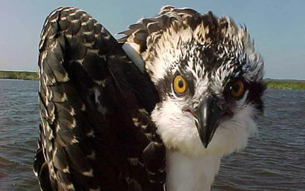 Close-up HD PC desktop wallpaper of an osprey bird with striking yellow eyes, detailed feathers, and a water background.