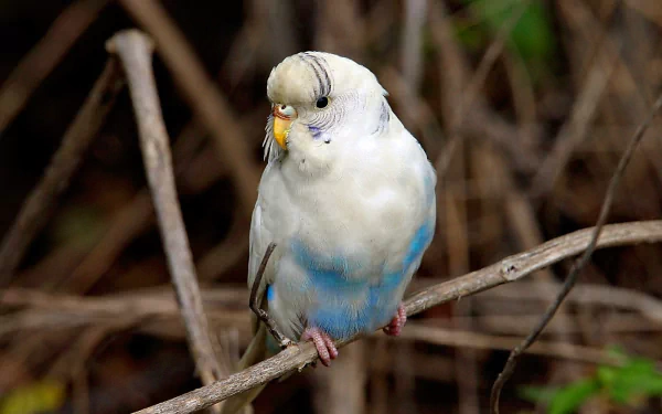  budgie