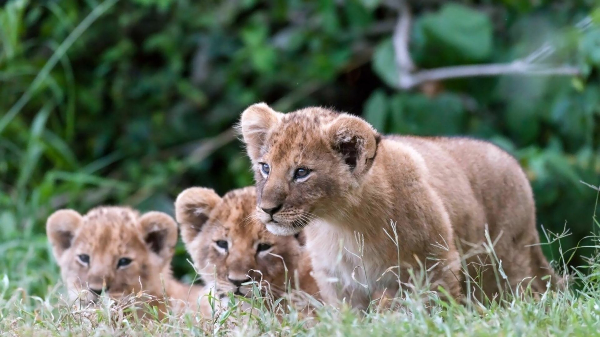 HD desktop wallpaper featuring a trio of lion cubs in a grassy field, showcasing their natural curiosity and playful expressions.