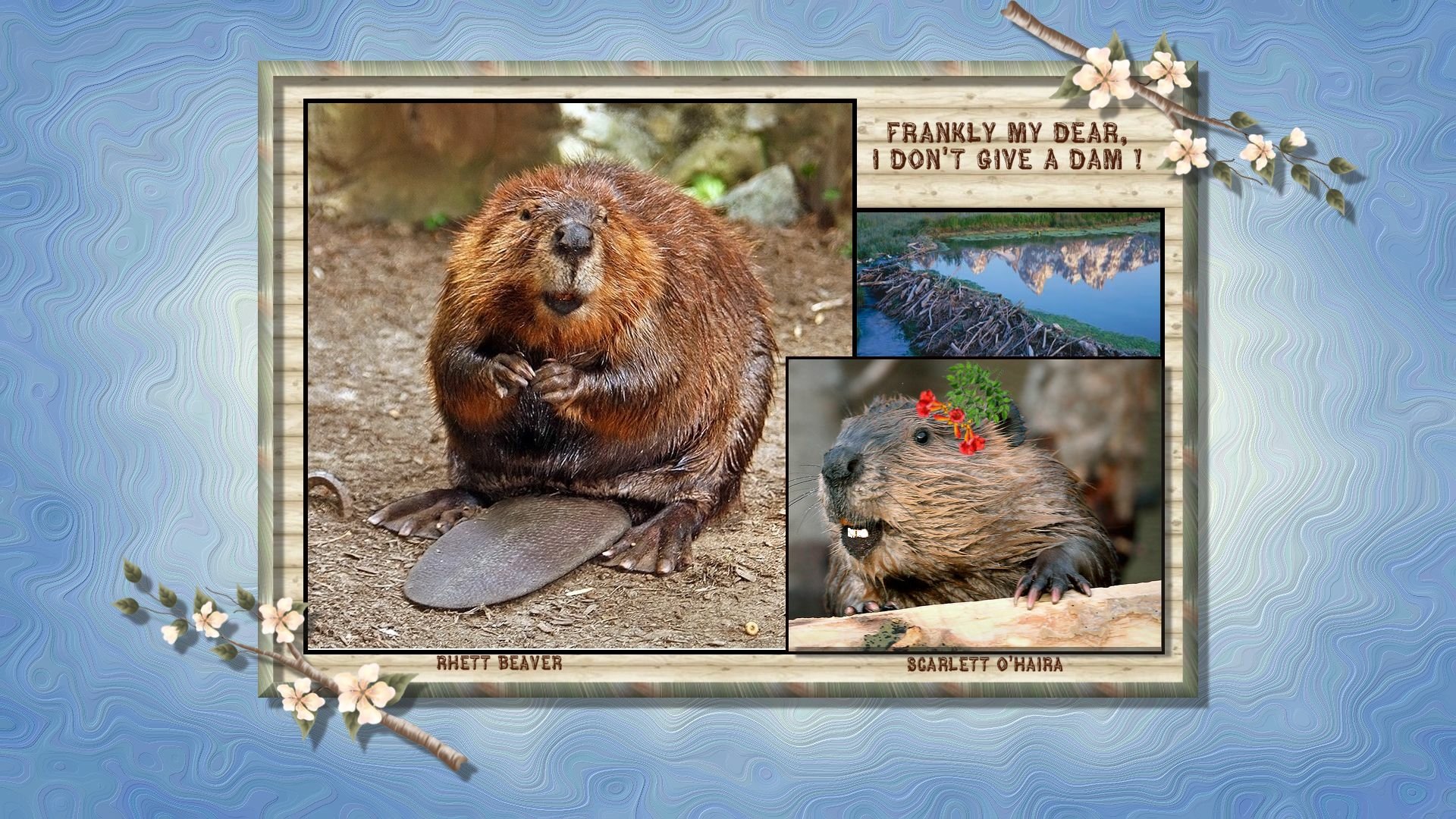 Download Animal Beaver HD Wallpaper