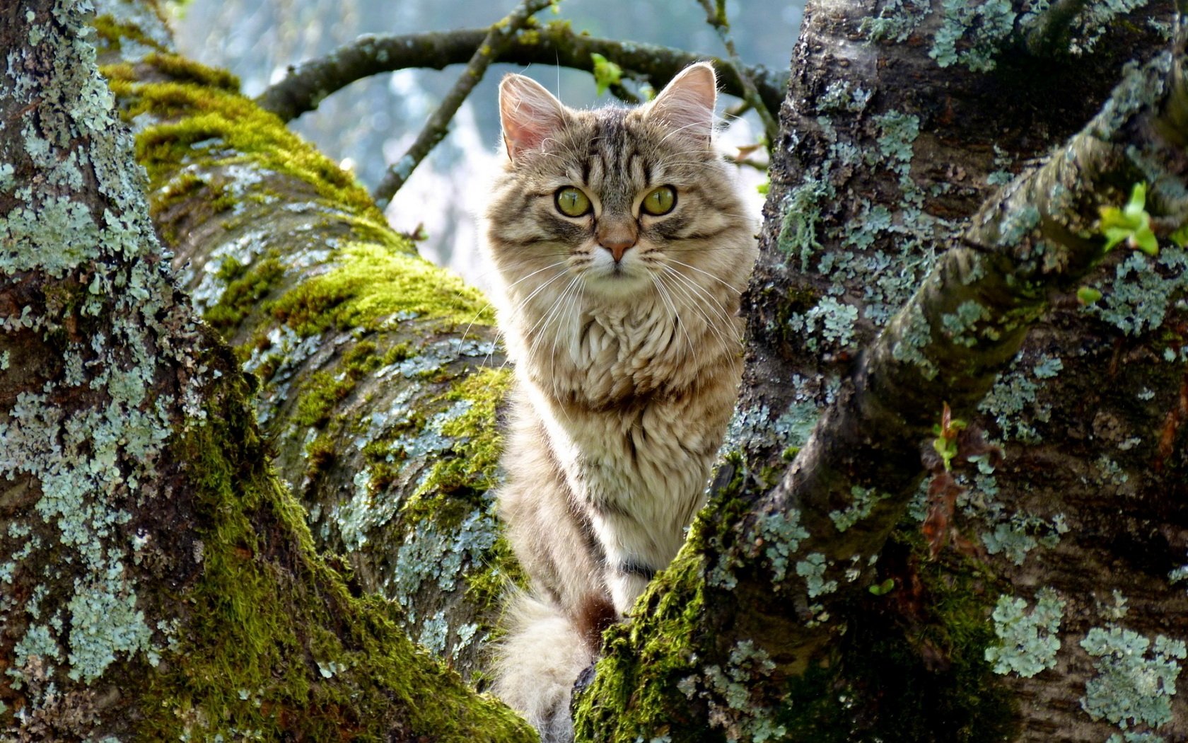 Cat in Tree