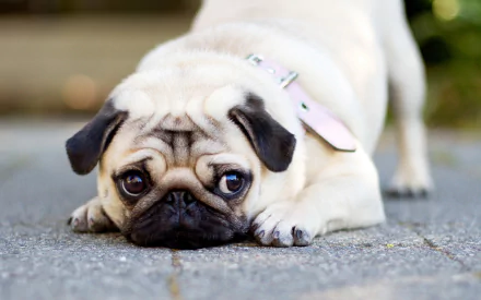 HD desktop wallpaper featuring a pug lying on a road, with wide, expressive eyes and a distinctive wrinkled face.