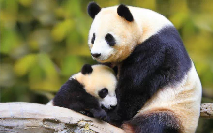 HD PC desktop wallpaper showing a panda bear gently embracing its cub against a blurred green background.