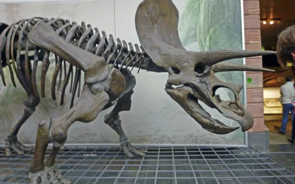 4K Ultra HD PC desktop wallpaper featuring the detailed skeleton of a Triceratops dinosaur displayed in a museum setting.