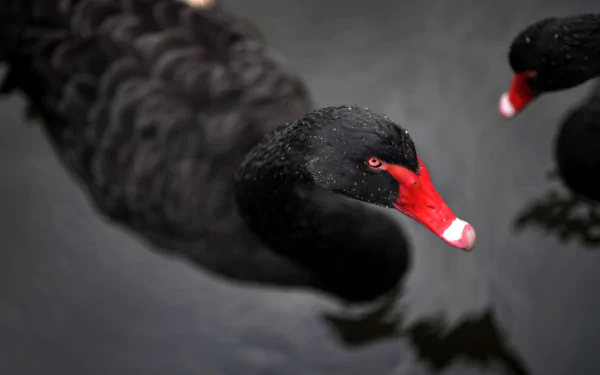 Close-up of two black swans with striking red beaks gliding on dark water, captured in HD for a vivid PC desktop wallpaper and background.
