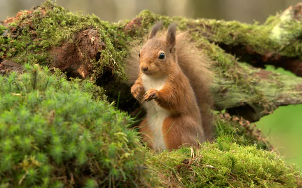 A squirrel perched on a mossy log, surrounded by lush greenery, captured in vibrant detail. This beautiful image serves as a 4K Ultra HD desktop wallpaper.
