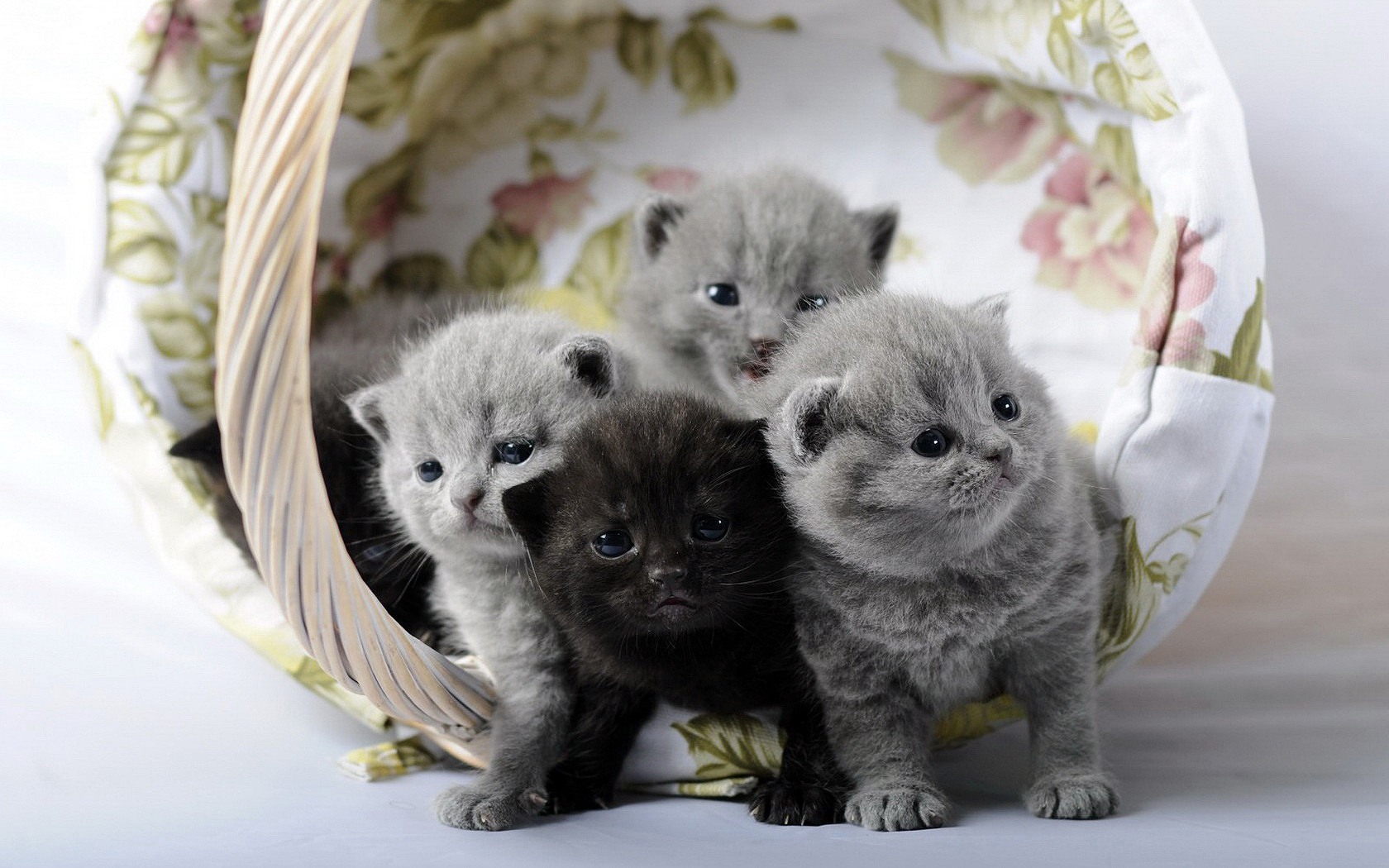 Kittens