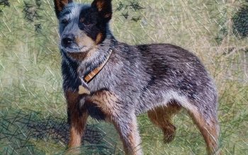 pastore australiano mescolato con heeler blu