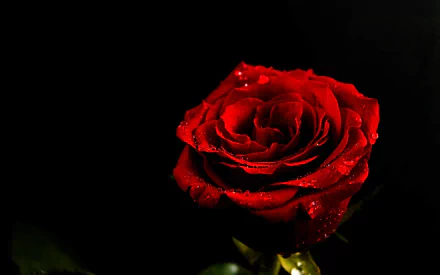 HD PC desktop wallpaper featuring a close-up of a vibrant red rose with water droplets against a black background, showcasing natural beauty.