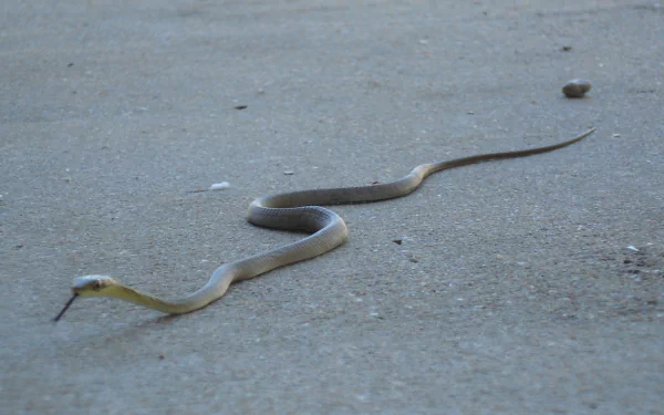 snake Animal taipan HD Desktop Wallpaper | Background Image