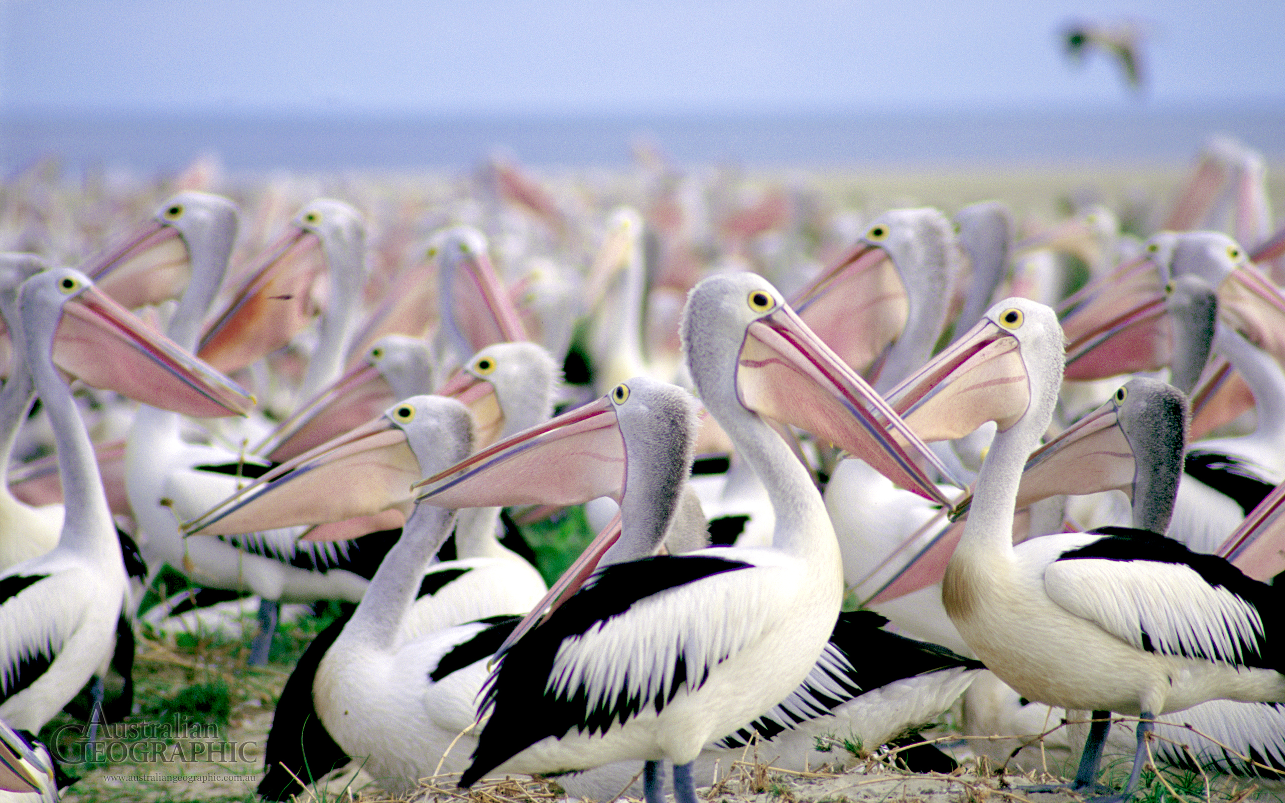 1000 Pelican Pictures  Download Free Images on Unsplash