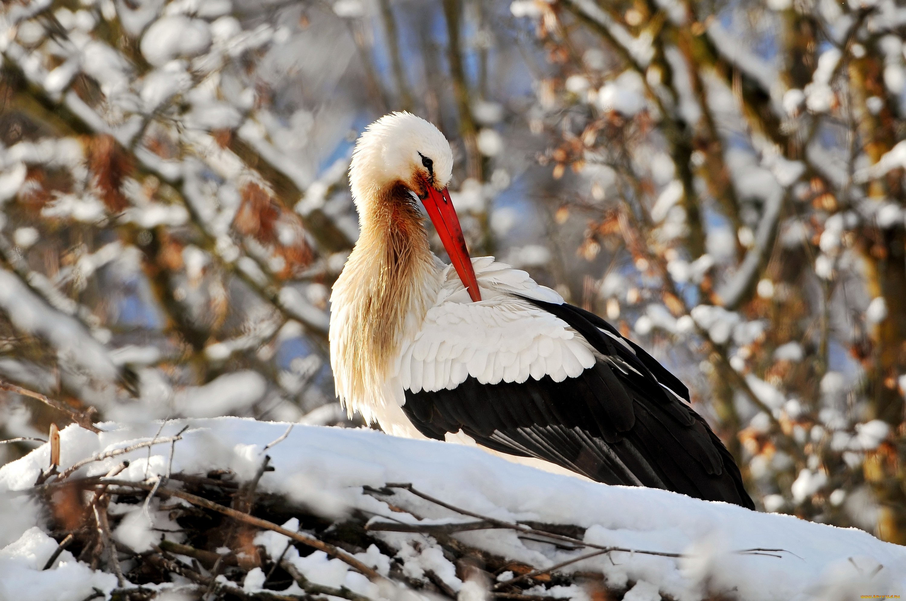 White stork HD Wallpaper | Background Image | 3000x1990 | ID:454860