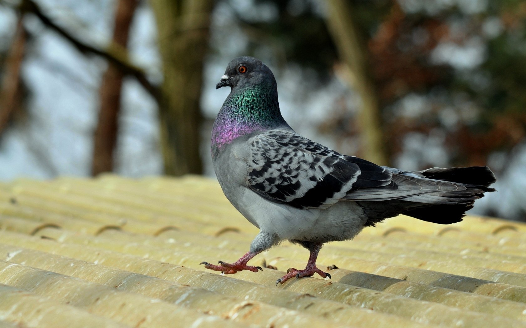 Download Animal Pigeon Wallpaper