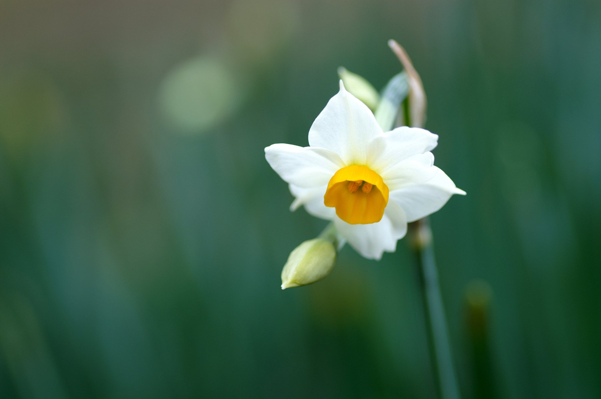 Download Nature Daffodil HD Wallpaper