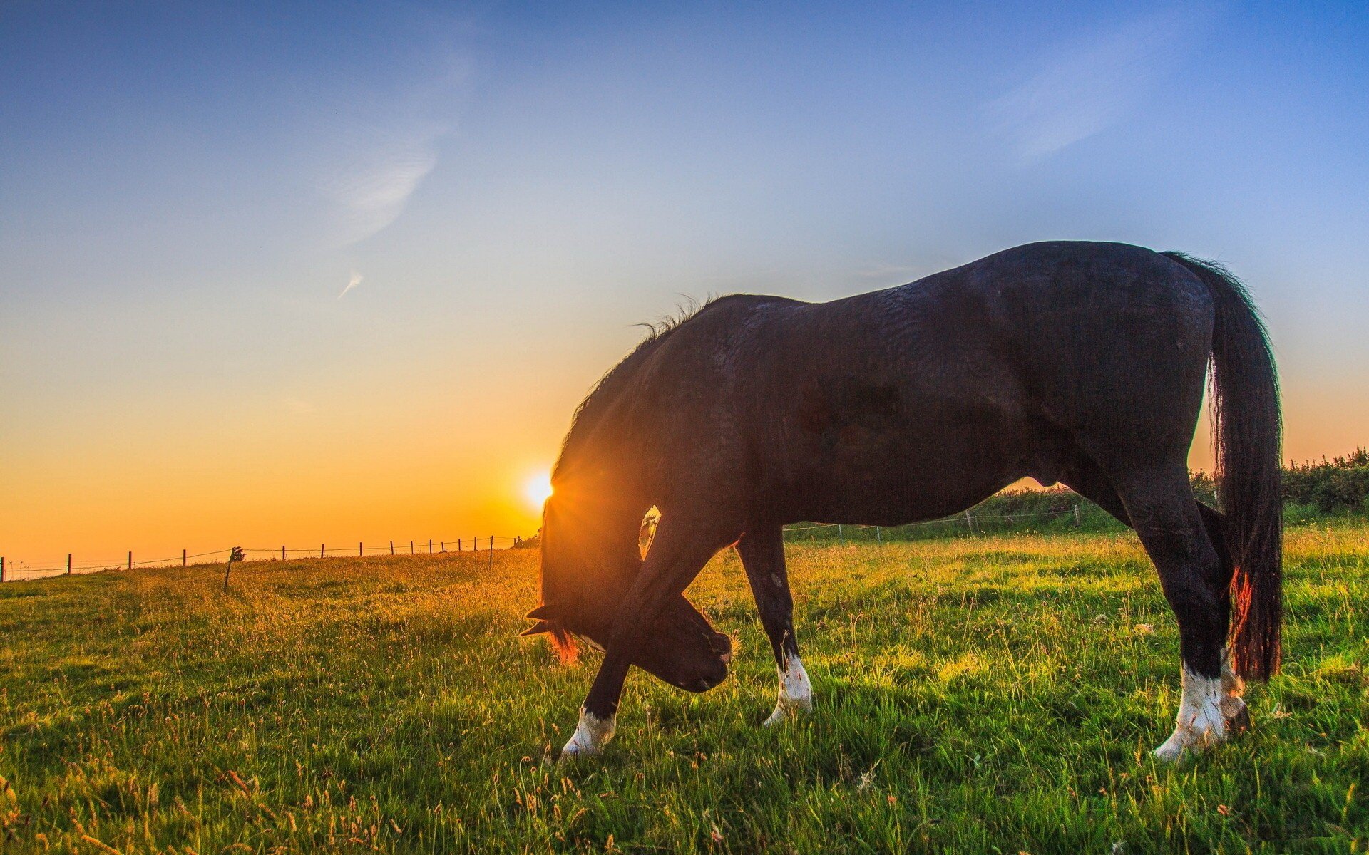 A serene scene featuring a black horse grazing in a vibrant green field at sunset, making a stunning HD PC desktop wallpaper and background.