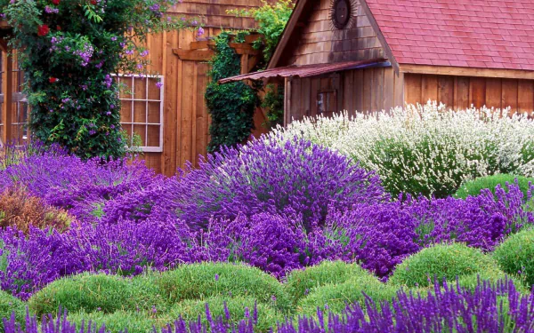 A charming garden scene features vibrant lavender blooms surrounding a rustic cottage, complemented by lush greenery and a wooden backdrop, creating a serene outdoor atmosphere.
