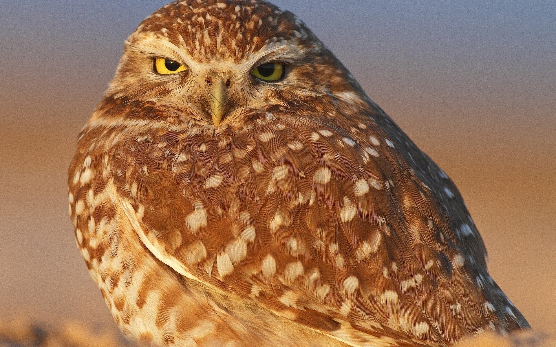 Download Animal Owl HD Wallpaper