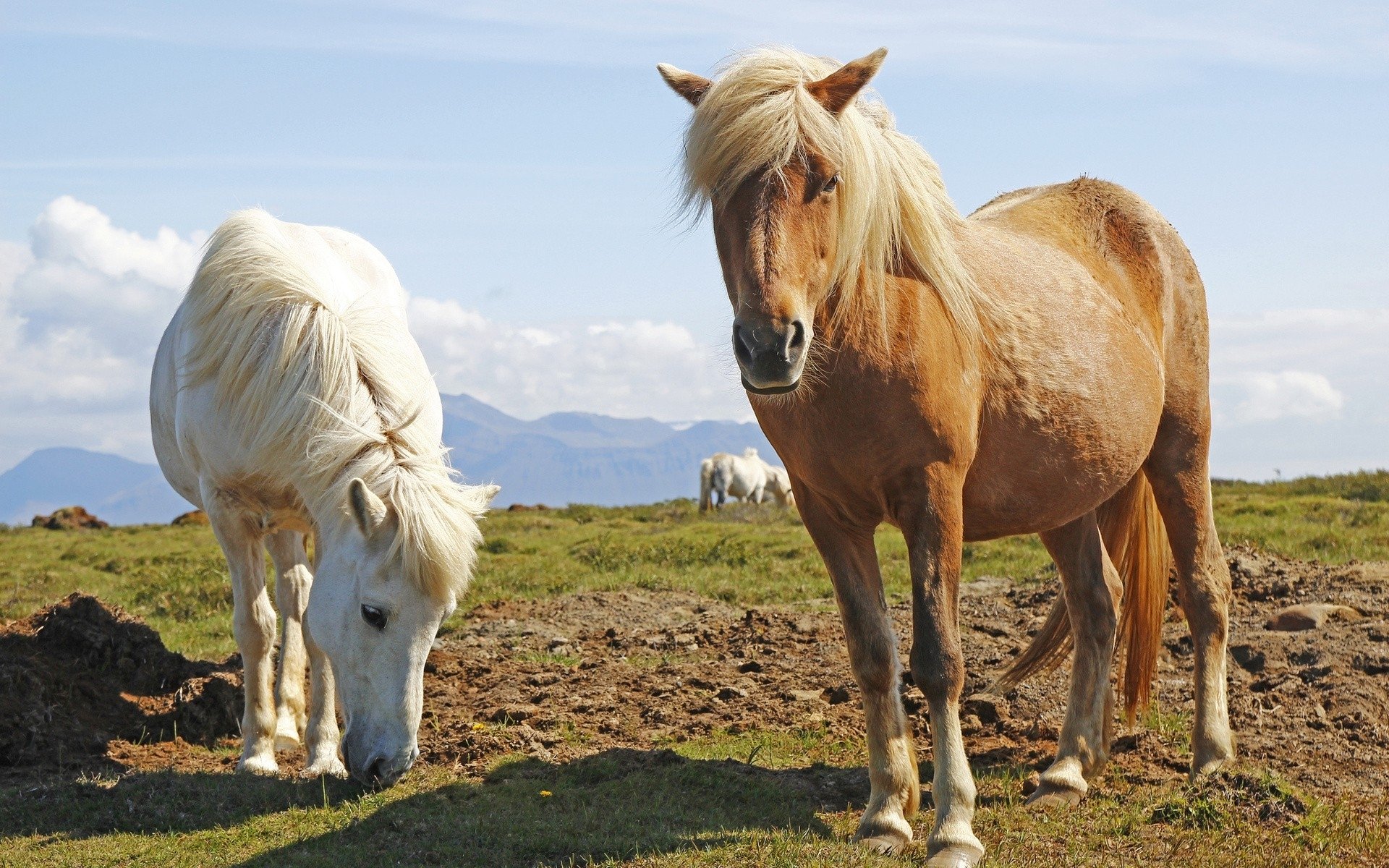HD PC desktop wallpaper featuring two horses standing on a grassy field with mountains and a partly cloudy sky in the background.