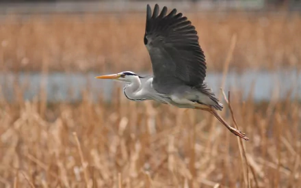 HD desktop wallpaper featuring a heron in mid-flight over a blurred natural wetland background.