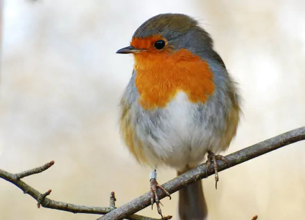 A close-up of a robin perched on a branch, showcasing its vibrant orange and gray feathers. This HD wallpaper captures the beauty of this charming bird in a natural setting.