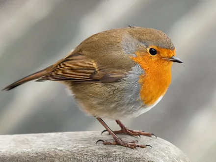 HD desktop wallpaper featuring a close-up of a vibrant robin bird with orange breast and brown feathers against a soft, blurred background.
