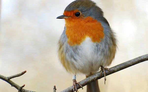A close-up of a robin perched on a branch, showcasing its vibrant orange and gray feathers. This HD wallpaper captures the beauty of this charming bird in a natural setting.