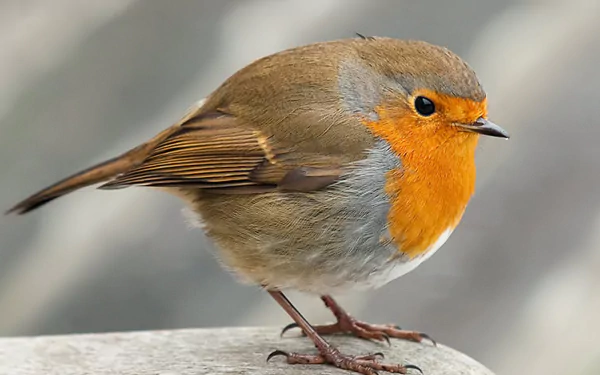 bird Animal robin HD Desktop Wallpaper | Background Image