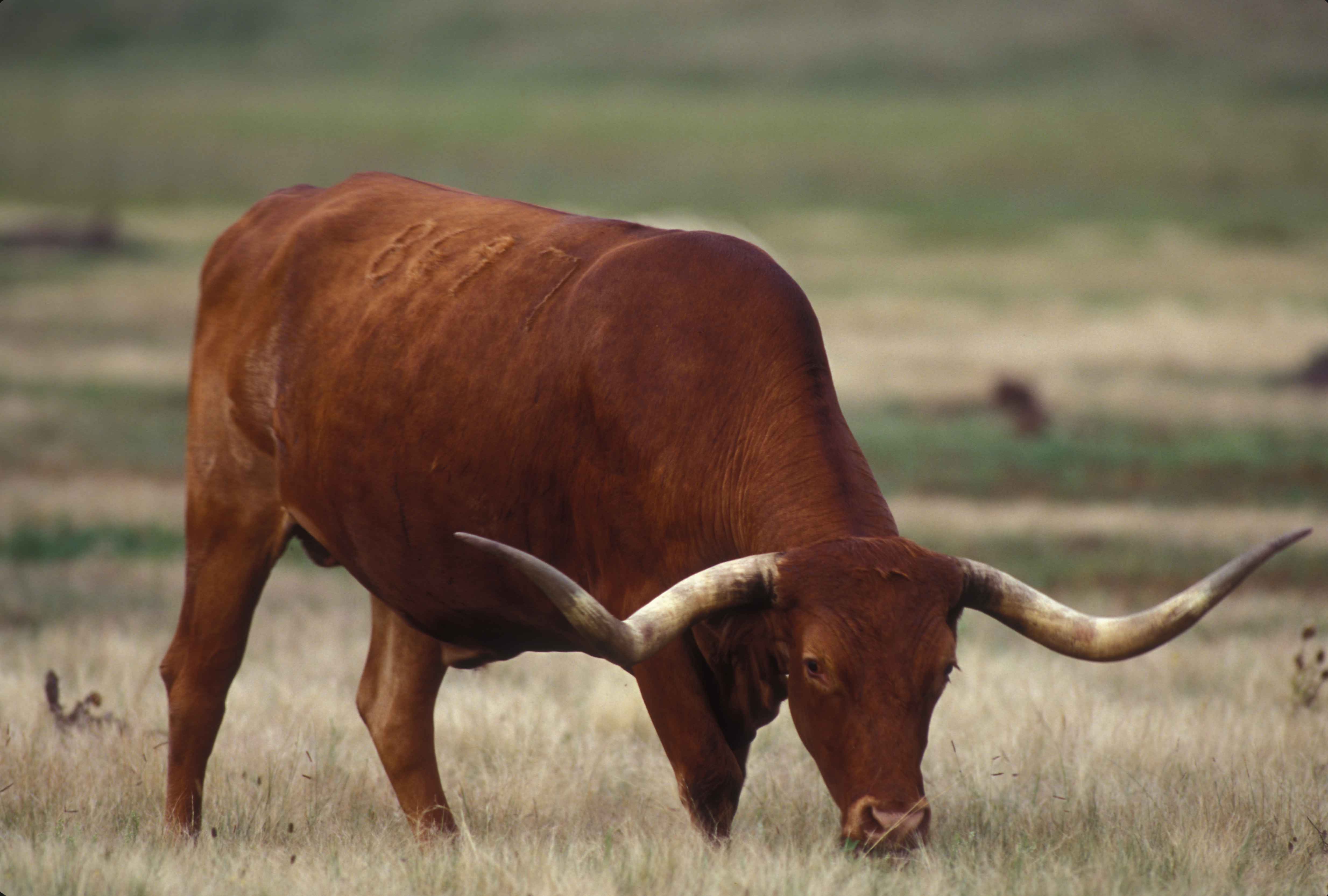 Animal Longhorn Cattle HD Wallpaper | Background Image