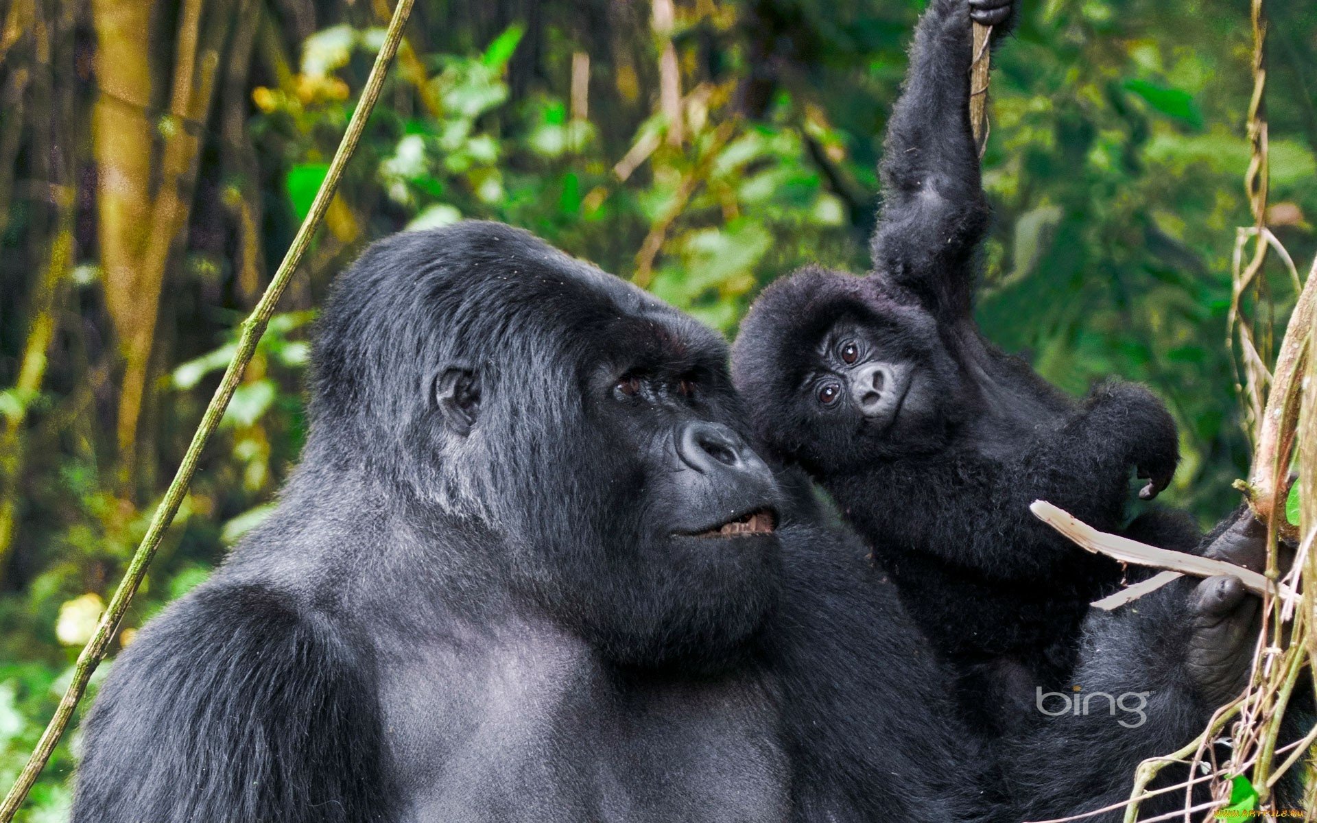 HD PC desktop wallpaper featuring a close-up of a gorilla and its young in a lush green forest setting.