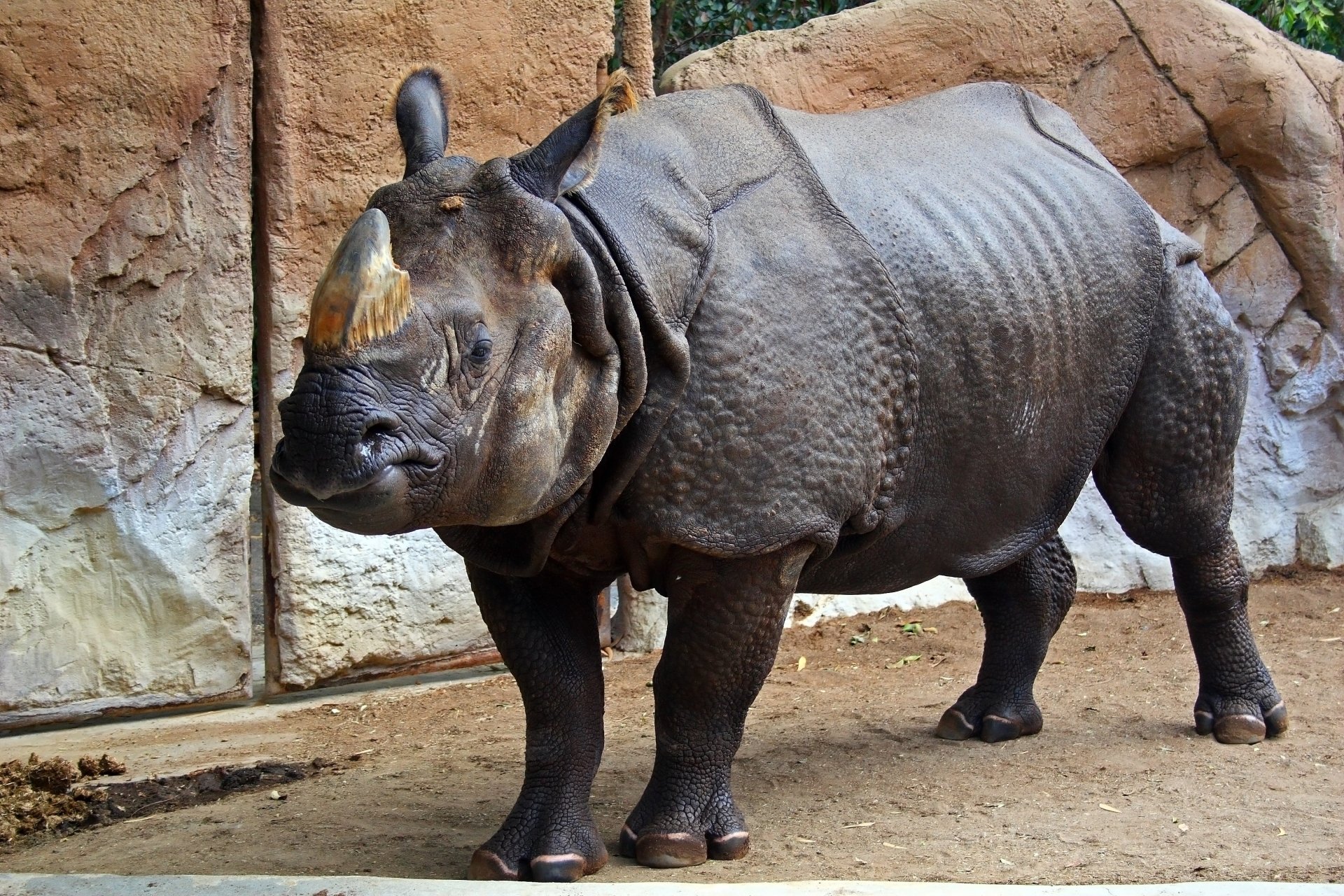 Download Animal Rhino HD Wallpaper