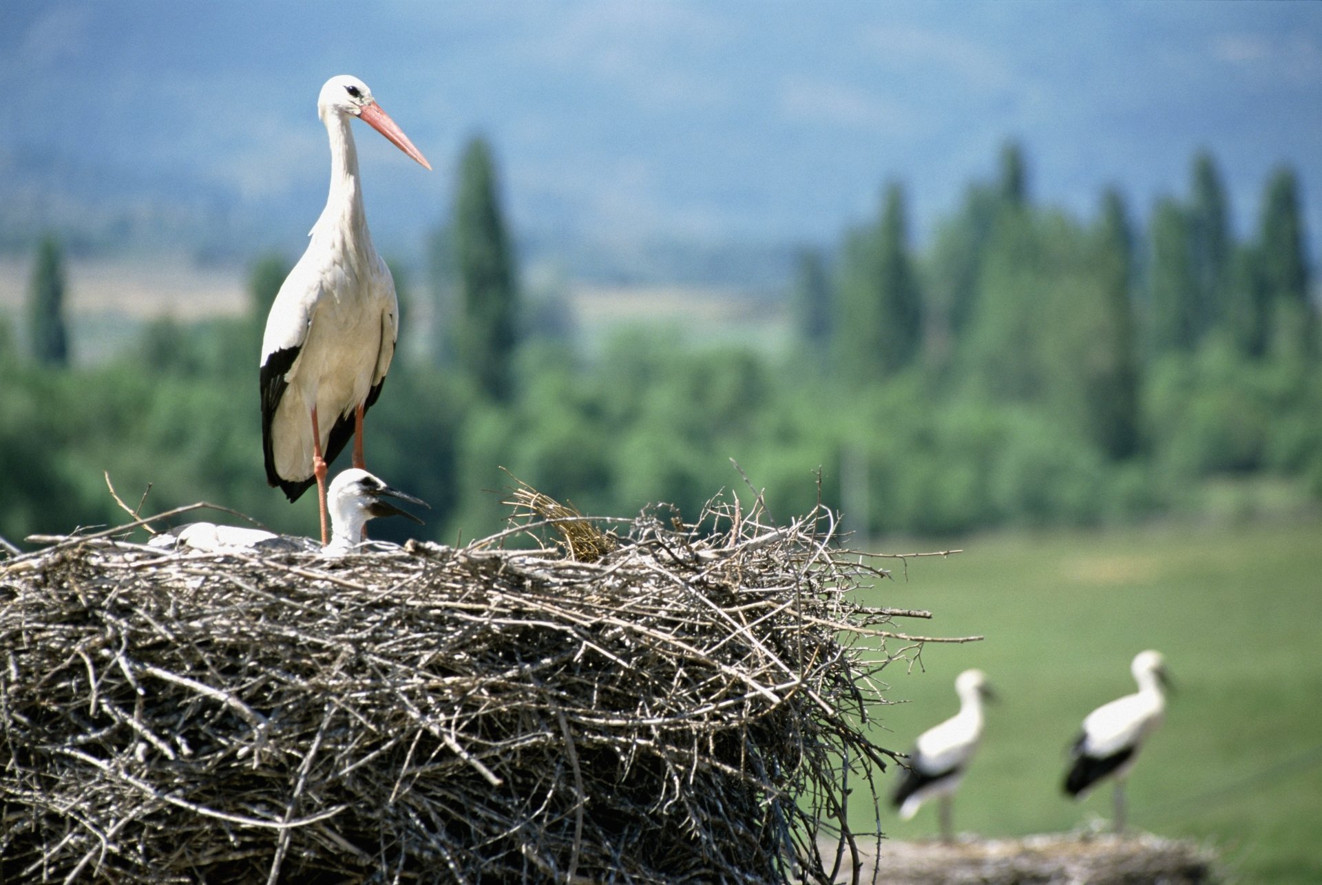 Download Animal White Stork 4k Ultra HD Wallpaper